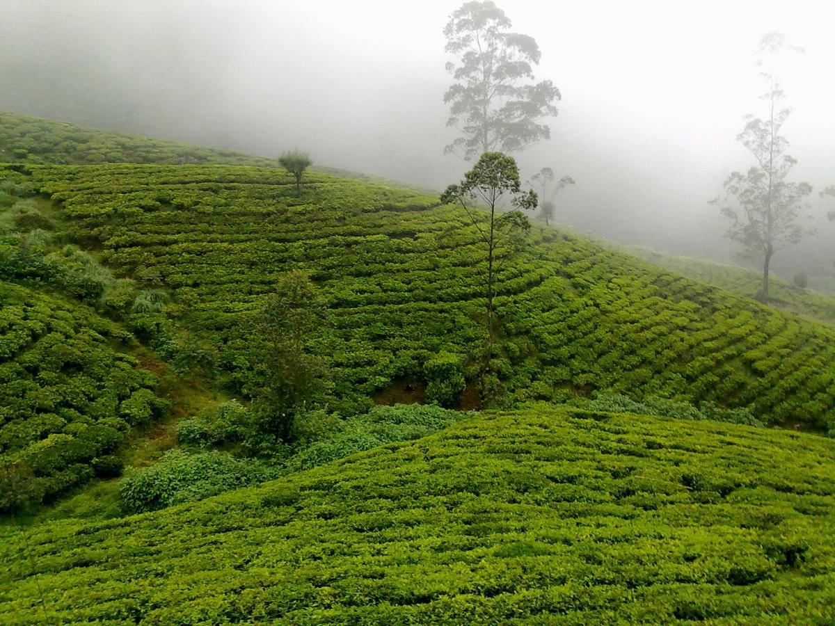 Kirula Green Hotel Nuwara Eliya Eksteriør bilde